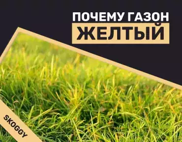 Почему газон желтый Почему газон желтый