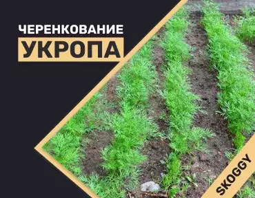 Черенкование укропа